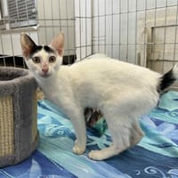 NINON, chatte à adopter