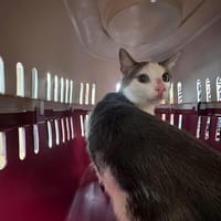 GRIBOUILLE, chat à adopter