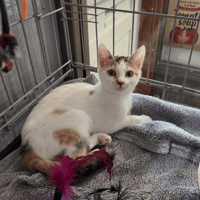 ALBANY, chatte à adopter