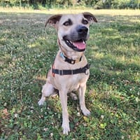 ADAMAS, chienne à adopter