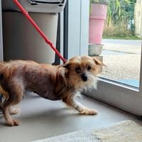 Luna, chienne à adopter
