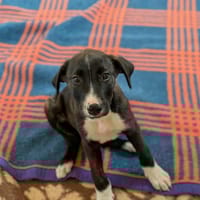 ALEX, chien à adopter