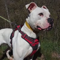 TAHO, chien à adopter