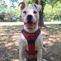 TAHO, chien à adopter