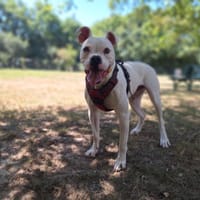 TAHO, chien à adopter