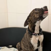 DEREK, chien à adopter