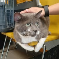 PACHA, chat à adopter