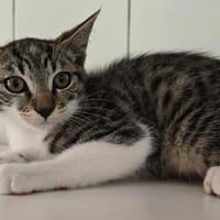 Marcel, chat à adopter