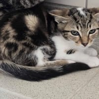 Marceline, chatte à adopter