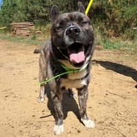 PAKI, chien à adopter
