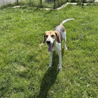 OTTO, chien à adopter