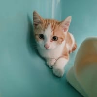 LAUREL, chat à adopter