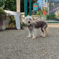 Margotte, chienne à adopter