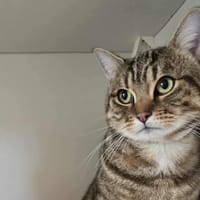 Barbak, chat à adopter