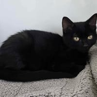Frolic, chat à adopter