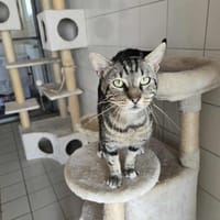 Loupiotte, chat à adopter