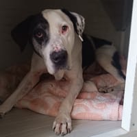 Hawking, chien à adopter