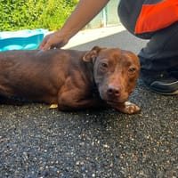 BROOKE VAA, chienne à adopter