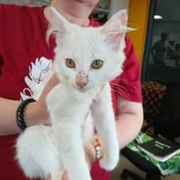 DYANA, chatte à adopter