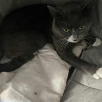 Cowboy, chat à adopter