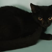 COLA, chatte à adopter