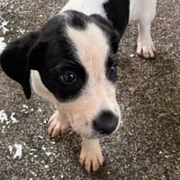 ROLLY, chienne à adopter