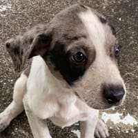 COASTER, chien à adopter