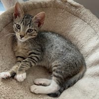 ZEUS, chat à adopter