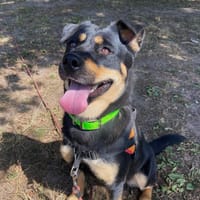 missy, chienne à adopter