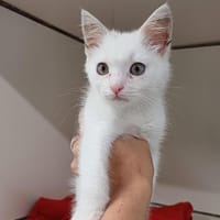 Débrouillard, chat à adopter