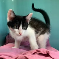 Utah [Chaton], chat à adopter