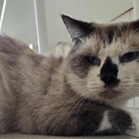 Jean-Yves, chat à adopter