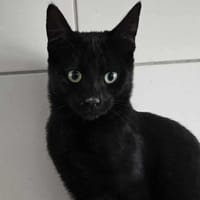 Asmar, chat à adopter