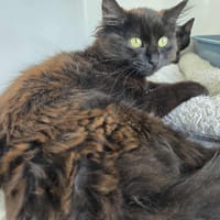 Nuggie, chatte à adopter