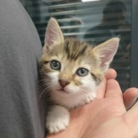 PAQUERETTE, chatte à adopter