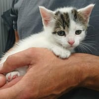 JASMIN, chat à adopter