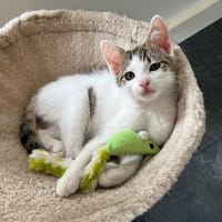 ZAO, chat à adopter