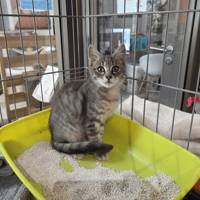 MOCHI, chat à adopter