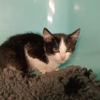 Save, chatte à adopter