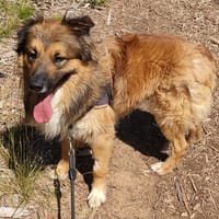 Gustave, chien à adopter