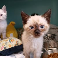 ARES, chat à adopter