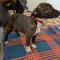 MEREDITH, chienne à adopter