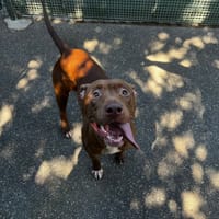 KAHLO VAA, chienne à adopter