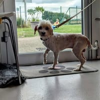 Jacky, chien à adopter
