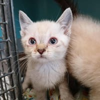 VENUS, chatte à adopter
