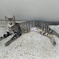 PASTEQUE, chatte à adopter
