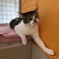 CRISPIE, chatte à adopter