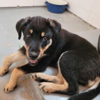 AMBRE, chienne à adopter