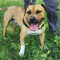 charly, chien à adopter