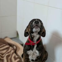 MARK, chien à adopter